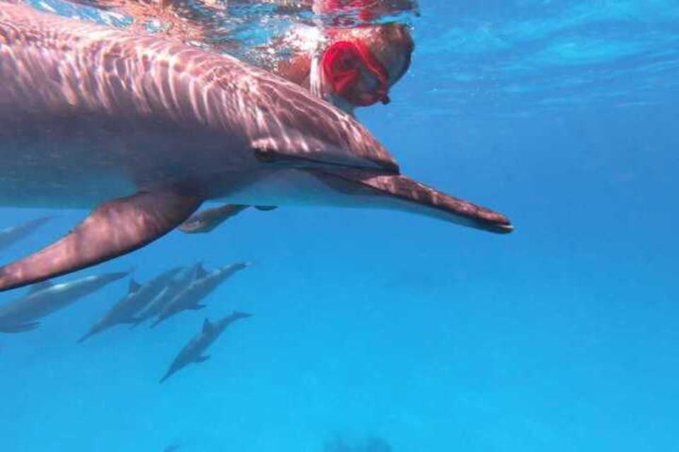 마르사알람돌핀리프