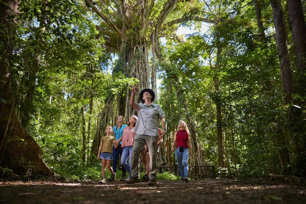 한 무리의 사람들이 울창한 숲 속을 거닐고 있으며, 가이드가 우뚝 솟은 포도나무가 우뚝 솟은 나무를 가리키고 있습니다.
