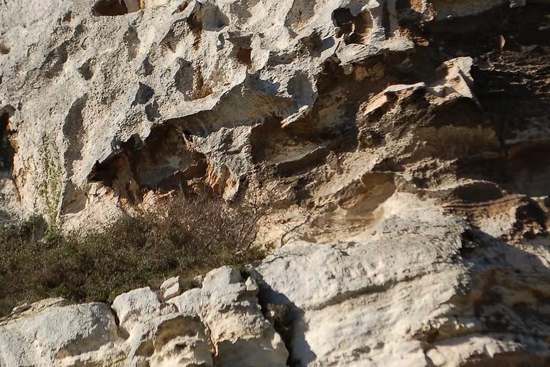 틈새에 수풀이 우거진 바위 절벽 얼굴. 햇빛은 견고하고 질감이 있는 표면을 강조합니다.