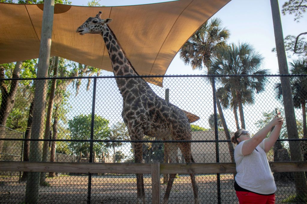 사람이 기린을 올려다보는 동안 기린은 그늘 아래 인클로저에 서 있습니다. 나무와 건물이 배경입니다.
