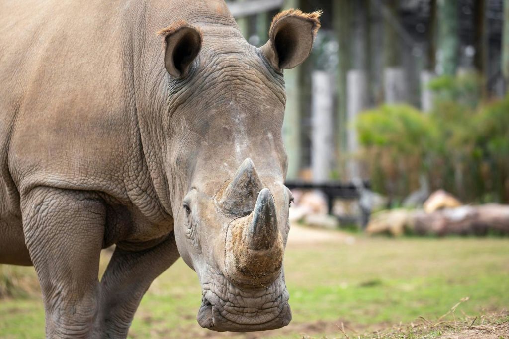 시드니 유일의 Rhino, Tino를 방문하세요.