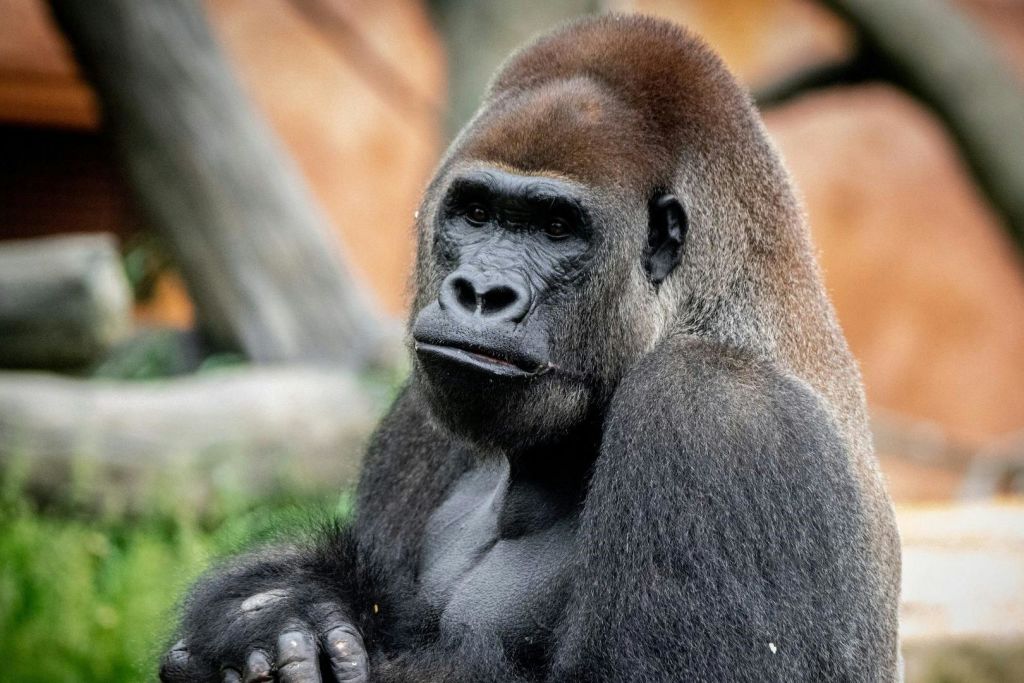 팔짱을 끼고 앉은 고릴라가 차분하고 사색적인 표정을 짓는 클로즈업.