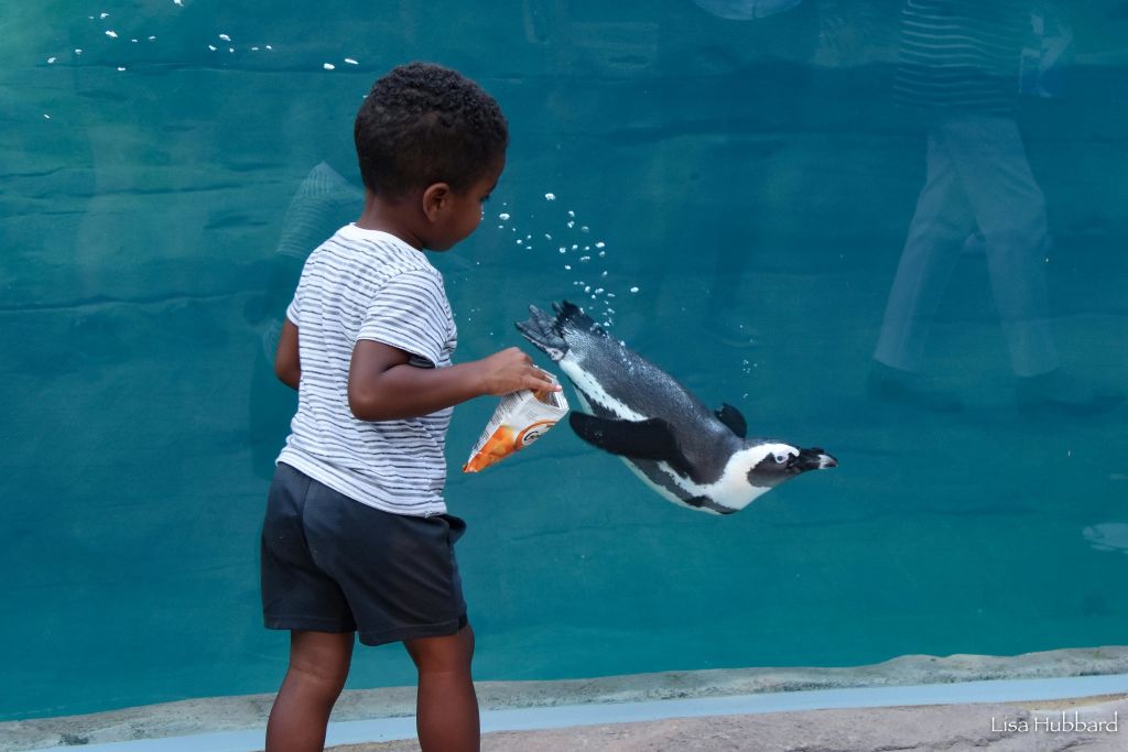 간식 가방을 든 어린이가 수족관 유리 옆에 서서 수영하는 펭귄을 관찰하고 있습니다.