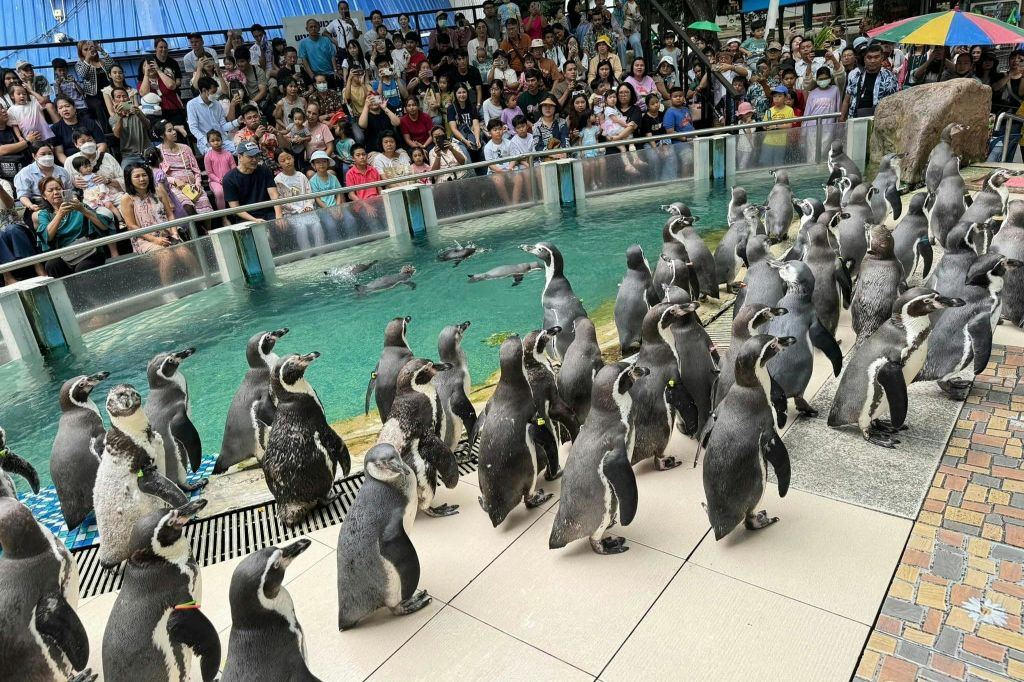 파타야 카오커우 오픈 동물원