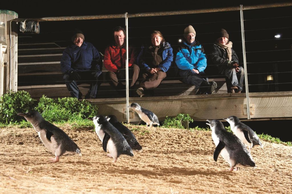 See penguin rookeries from an elevated boardwalk