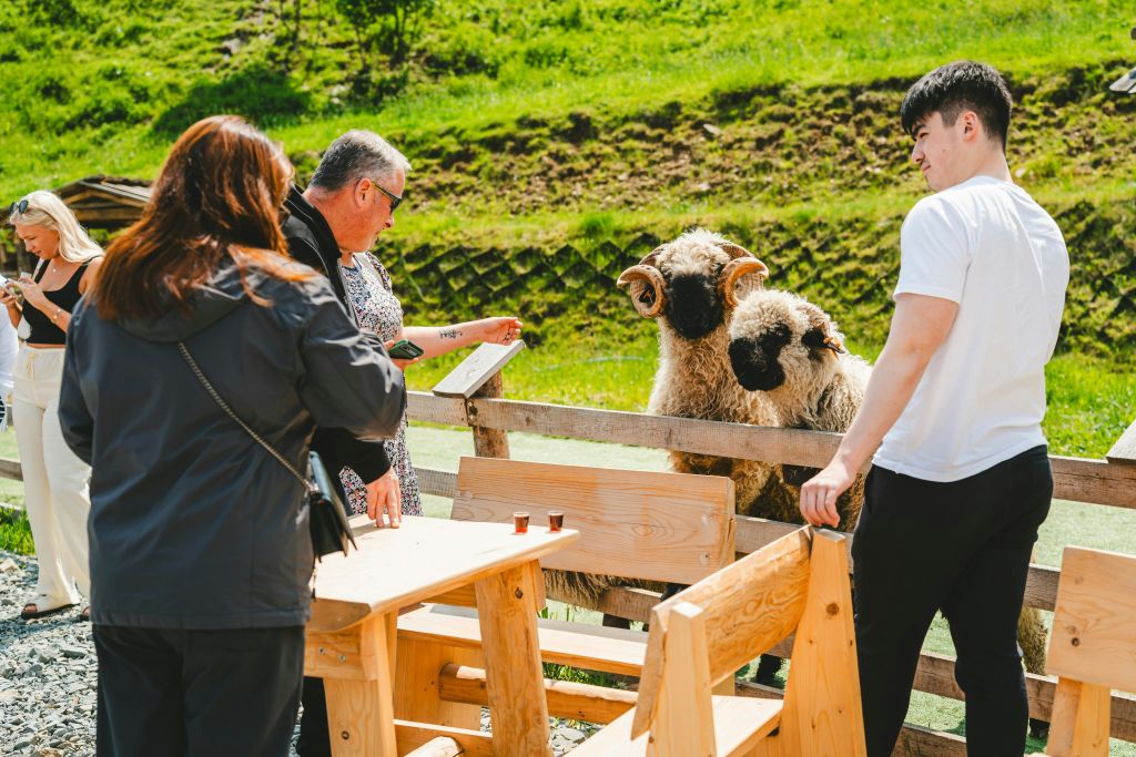 나무 울타리 뒤에는 곱슬머리 뿔을 가진 양 두 마리가 있습니다. 흰색 옷을 입은 남성이 근처에 서 있고, 왼쪽에는 야외 목재 가구가 있습니다.