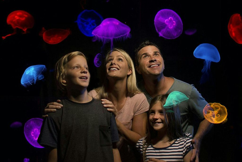 해파리가 선명한 색으로 빛나는 어두운 환경에서 화려한 해파리를 감상하는 네 명의 사람들.