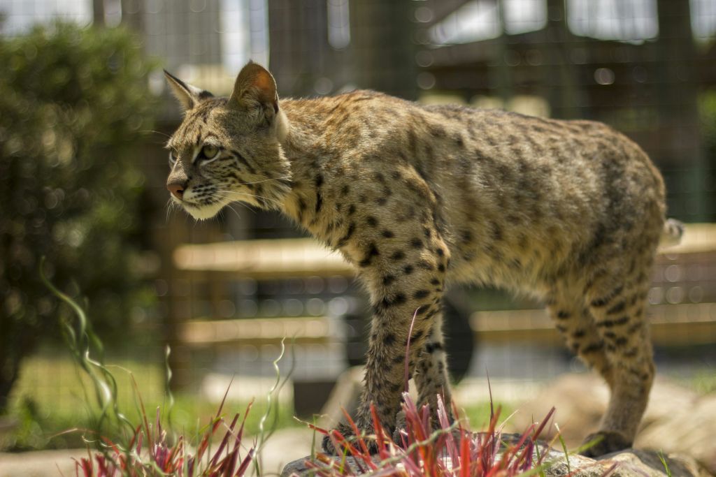 울타리가 있는 인클로저의 높은 잔디 사이를 걷고 있는 점박이 보브캣으로, 배경이 약간 흐릿합니다.