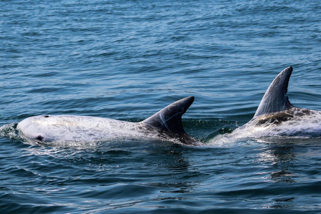 리소의 돌고래