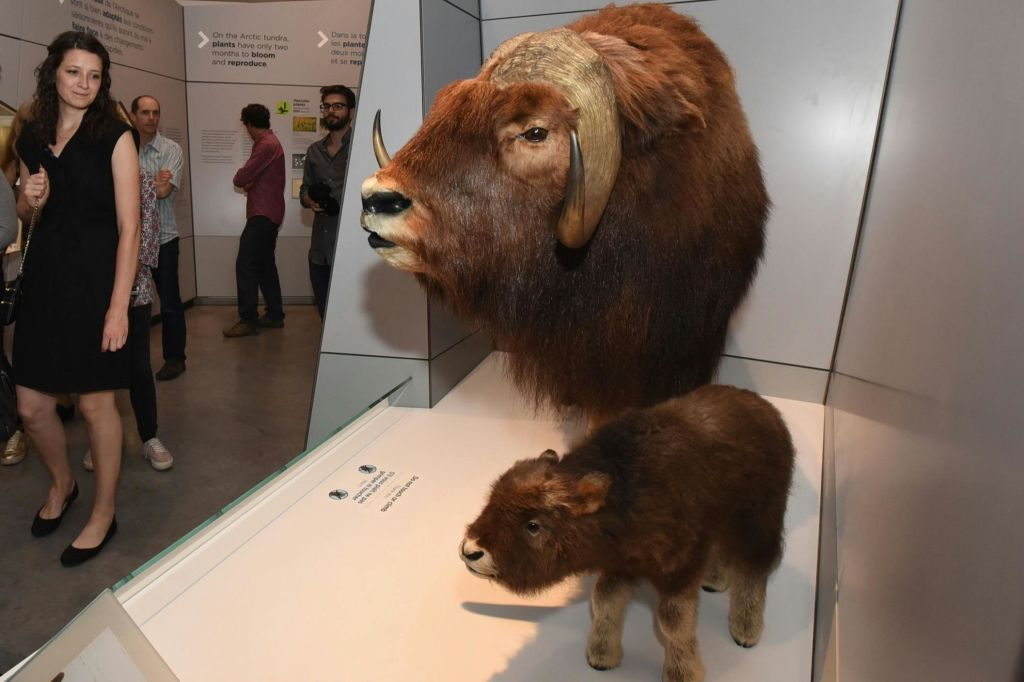 캐나다 자연 박물관