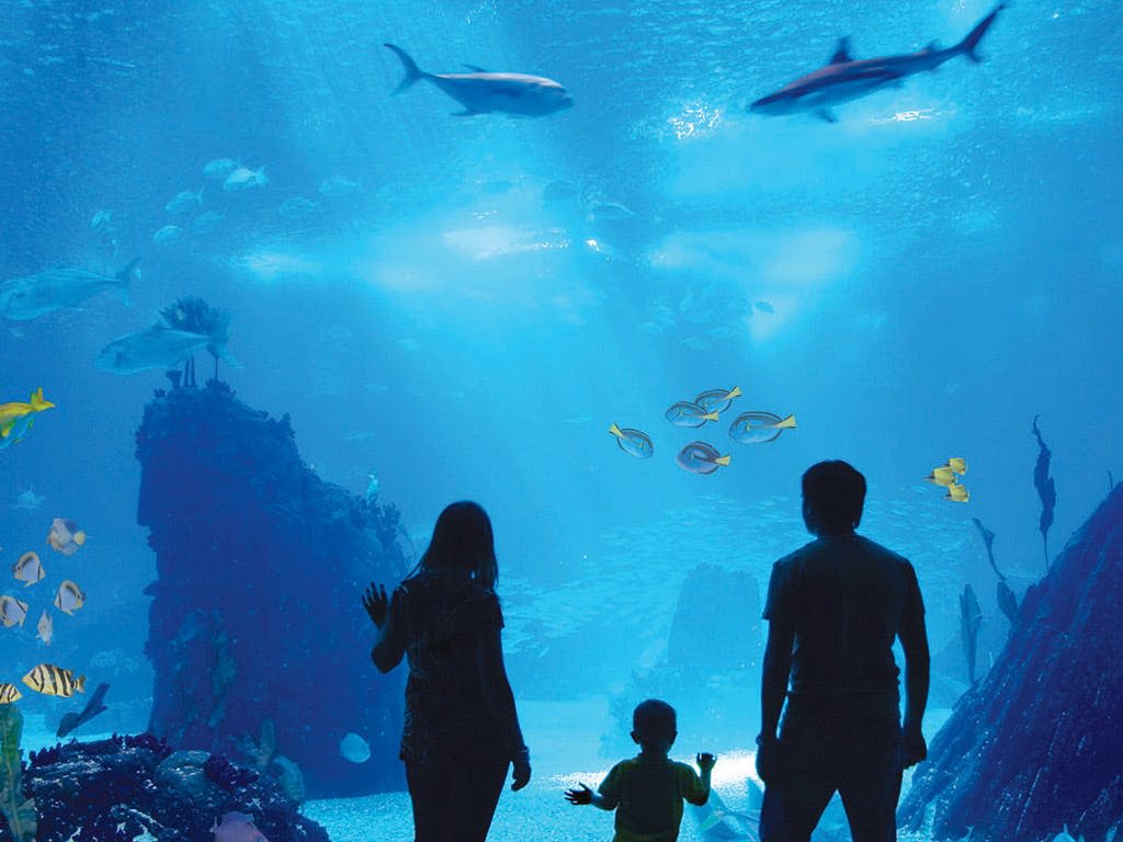 대형 수족관 앞에 서서 물고기와 상어가 헤엄치는 모습을 지켜보는 세 사람의 실루엣.