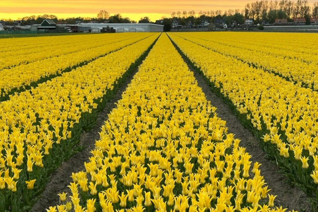 해질 무렵 들판에는 활기 넘치는 노란 튤립이 줄지어 있고, 저 멀리 석양의 하늘 아래 나무와 건물이 있습니다.