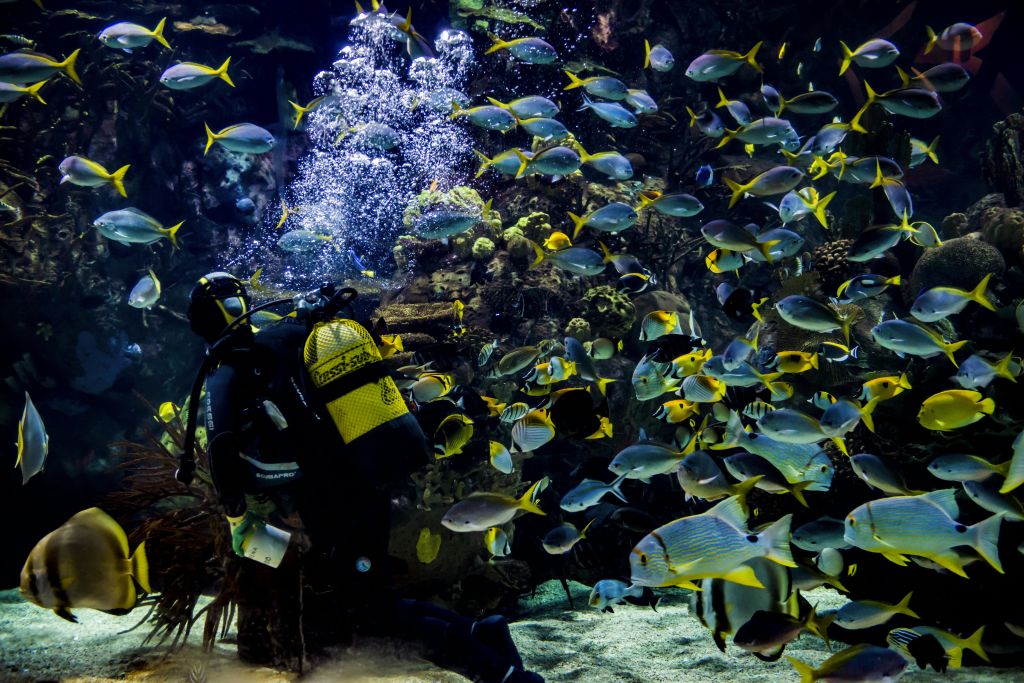 짙은 색의 잠수복과 노란색 산소 탱크를 입은 다이버가 수족관의 다채로운 물고기 학교를 헤엄치고 있습니다.