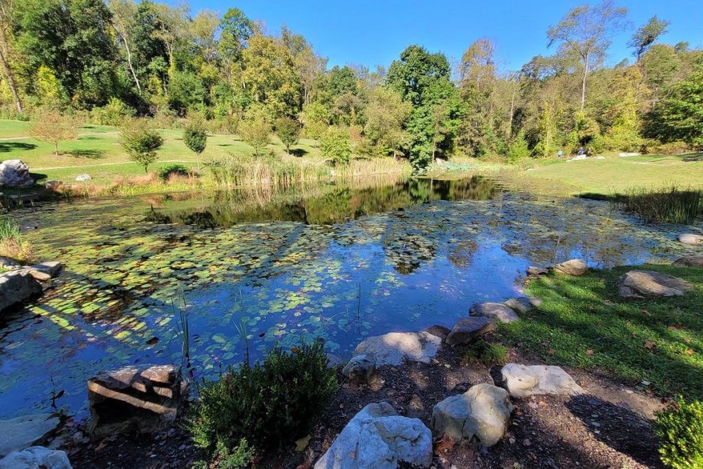 바위와 초목으로 둘러싸인 고요한 연못의 표면에는 수련이 떠 있고 나무를 배경으로 하고 있습니다.
