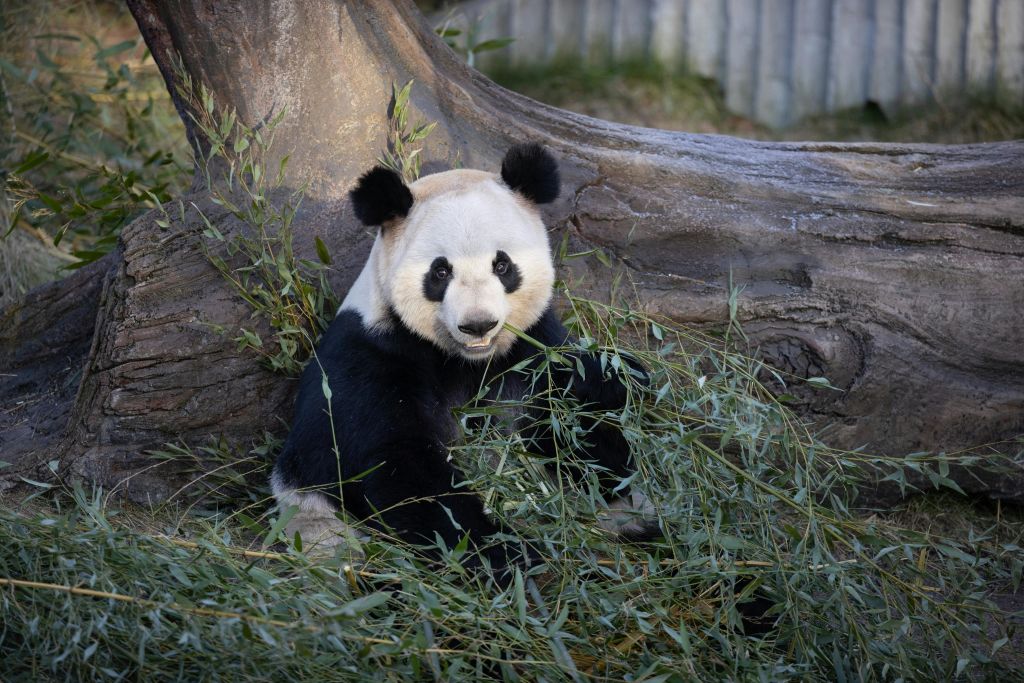 코펜하겐 동물원