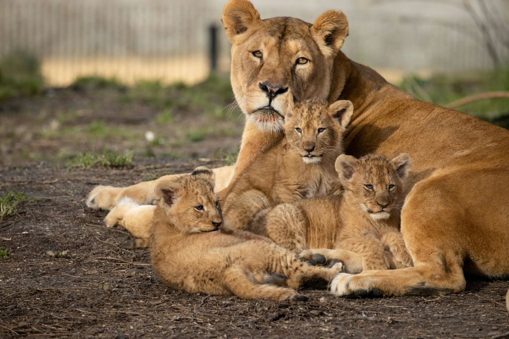 코펜하겐 동물원