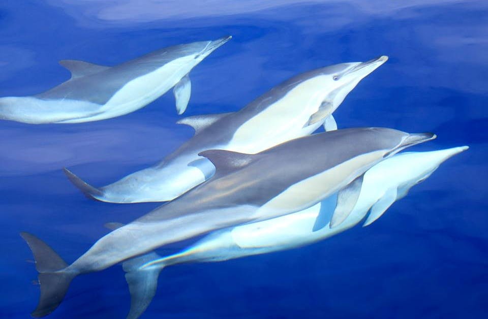 네 마리의 돌고래가 맑고 푸른 물속에서 함께 헤엄치고 있습니다.