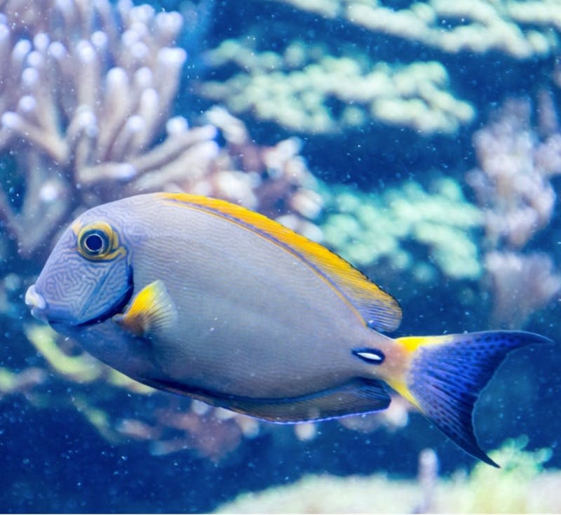 회색 몸통, 노란색 줄무늬, 파란색 꼬리를 가진 화려한 물고기가 활기찬 산호초 배경에서 헤엄치고 있습니다.
