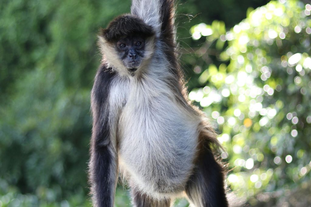 카테마코에서 만나는 거미 원숭이