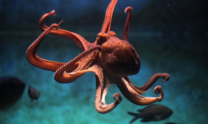 촉수가 웅크린 문어가 청록색 배경으로 물속에서 헤엄치고 있습니다.