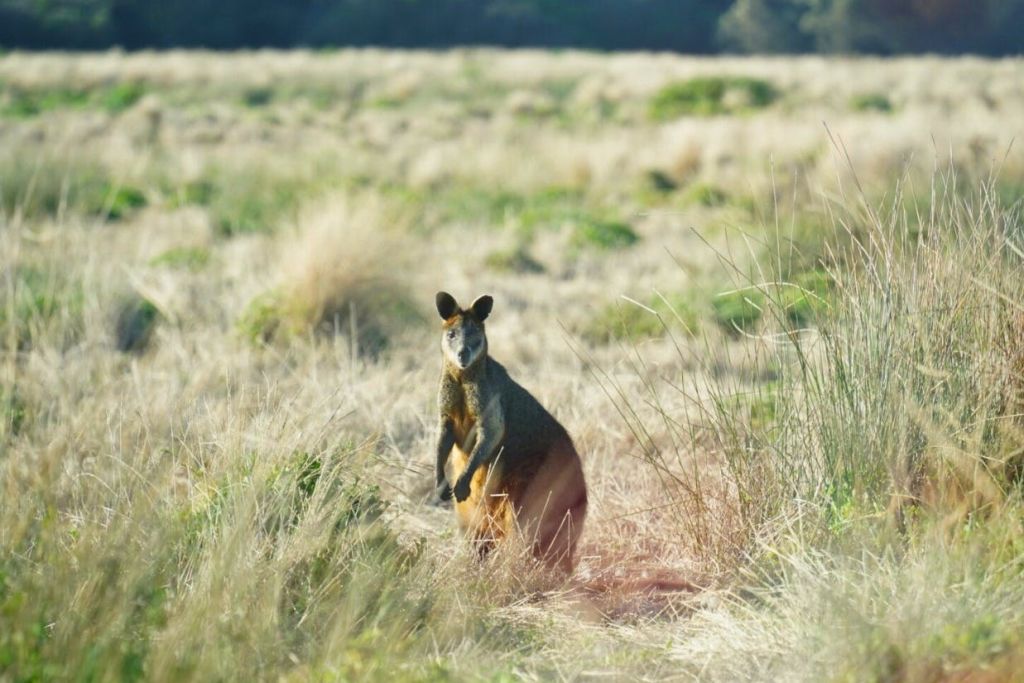 야생에서 왈라비를 관찰하세요