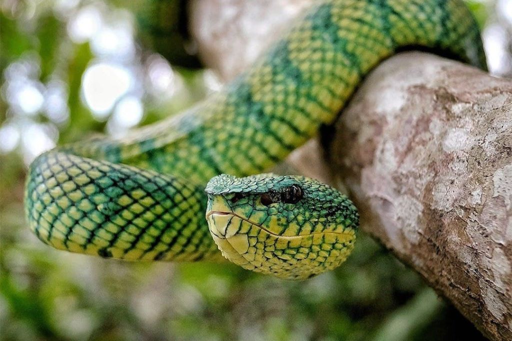 발리 파충류 공원