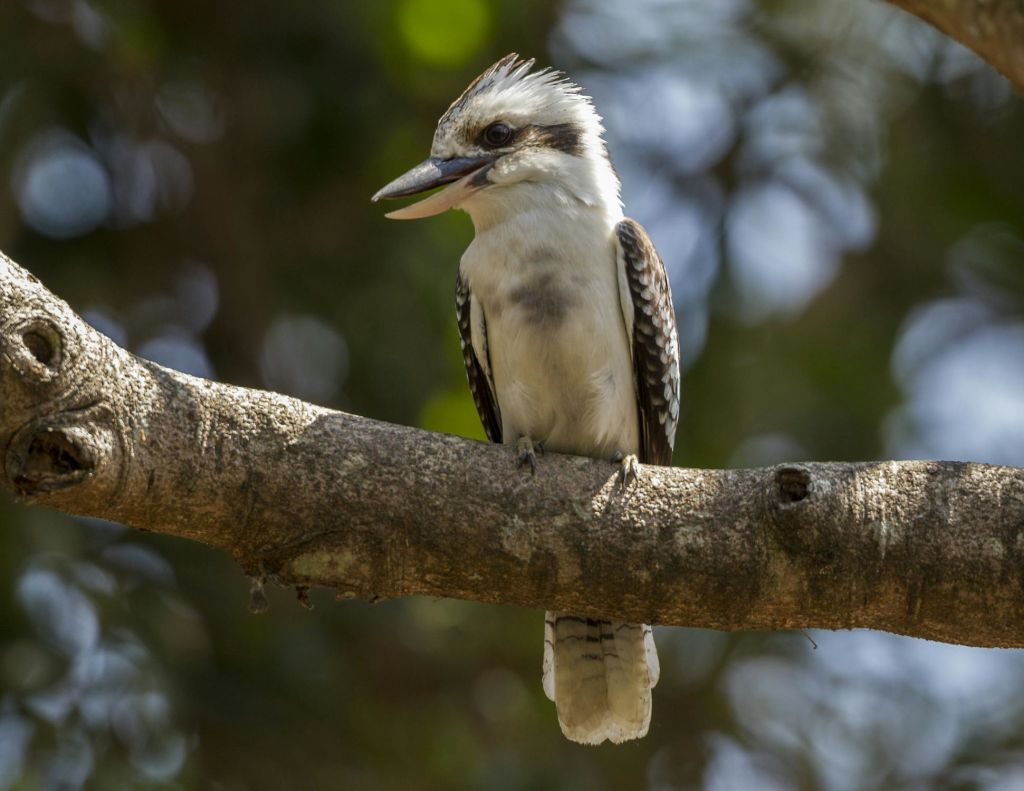 샌디에고 동물원