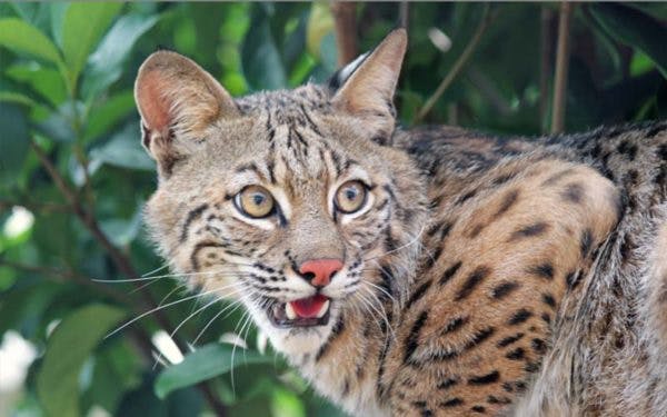 푸른 단풍 앞에 서서 얼룩덜룩한 털과 커다란 귀를 가진 보브캣을 클로즈업한 사진입니다. 눈을 크게 뜨고 입을 살짝 벌린다.