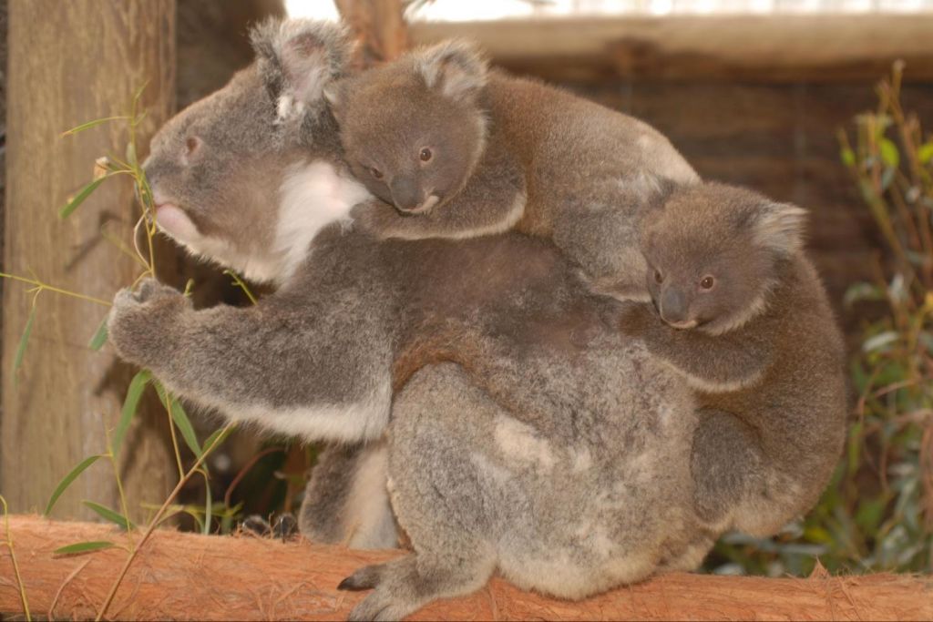 Mother koala and her twins at Ballarat Wildlife Park (option)