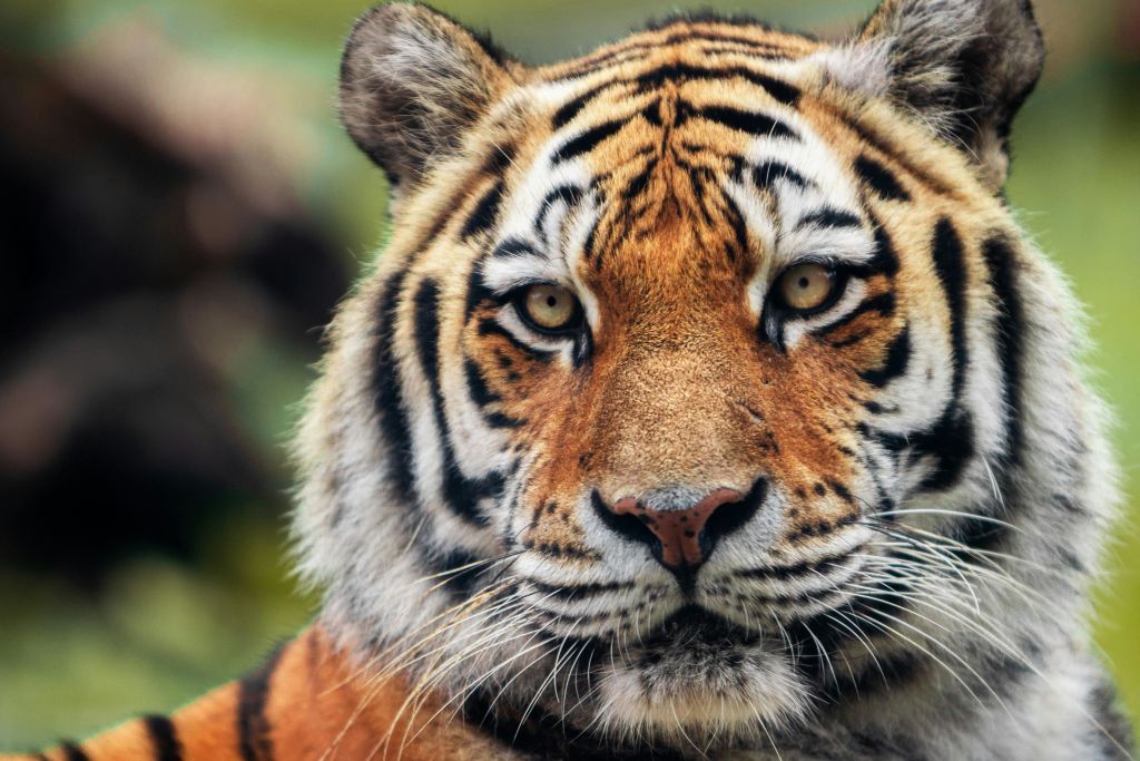 시베리아 호랑이