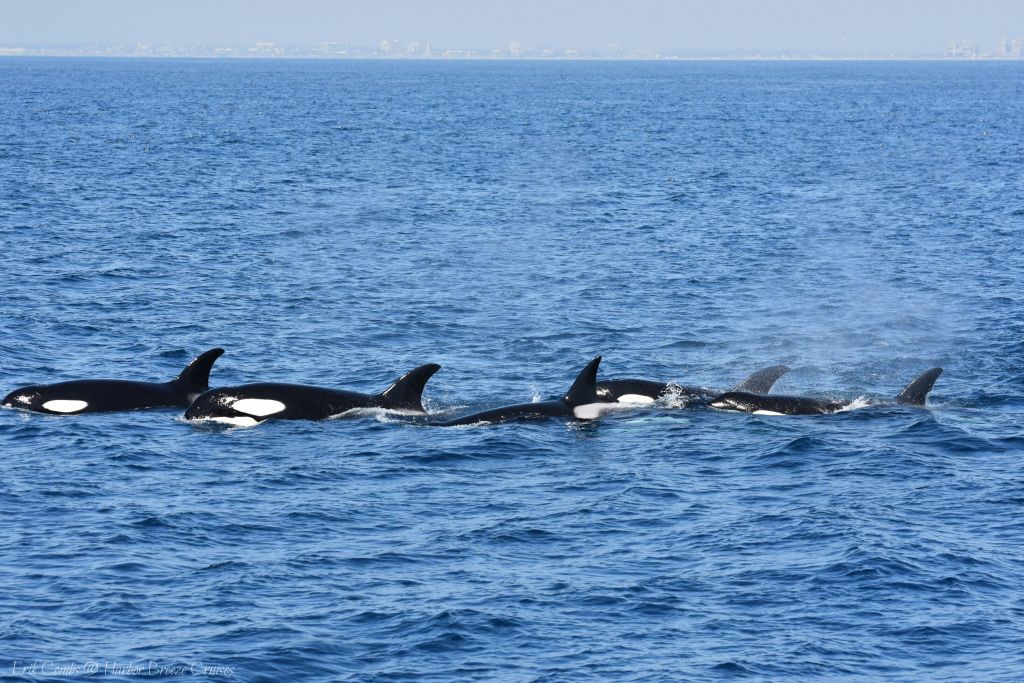 롱비치 고래 관찰 & 돌고래 관찰