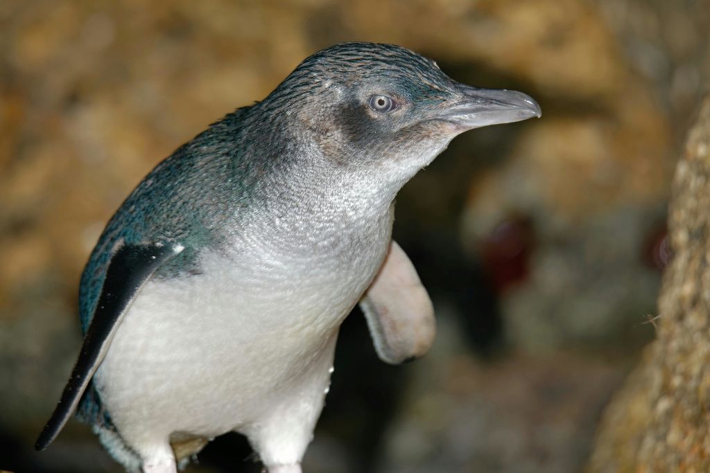 필립 아일랜드 펭귄 퍼레이드