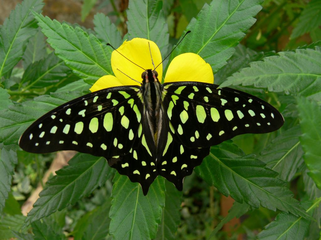 녹색 잎으로 둘러싸인 노란색 꽃 위에 검은색과 녹색 점박이 날개를 가진 나비가 놓여 있습니다.