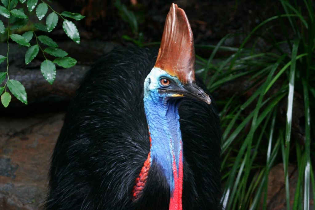 View Cassowaries at the Wildlife Habitat