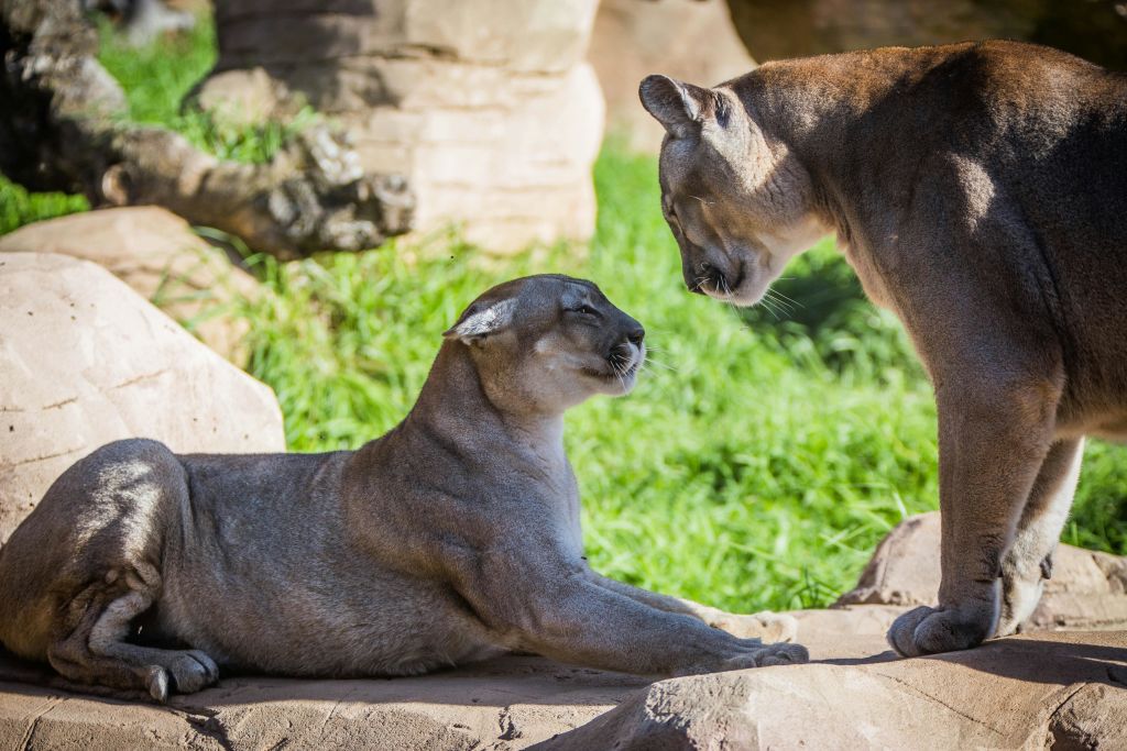 두 마리의 쿠거가 바위 표면에서 상호 작용하고 있으며, 한 마리는 누워 있고 다른 한 마리는 서 있습니다. 잔디가 깔린 야외 공간에서 말이죠.