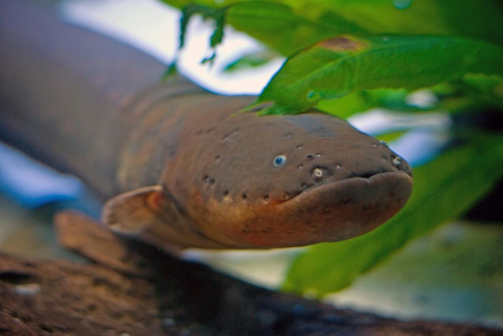 녹색 수생 식물에 의해 부분적으로 가려진 전기 뱀장어 얼굴의 클로즈업으로 배경이 흐릿합니다.