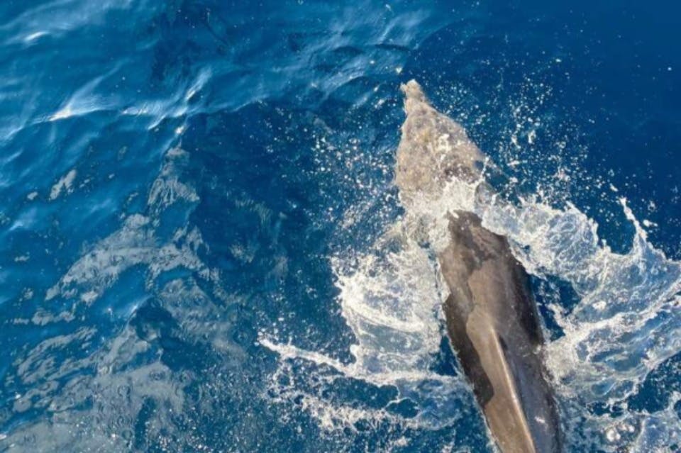 돌고래는 마르사 알람에서 보트를 타고 달립니다.