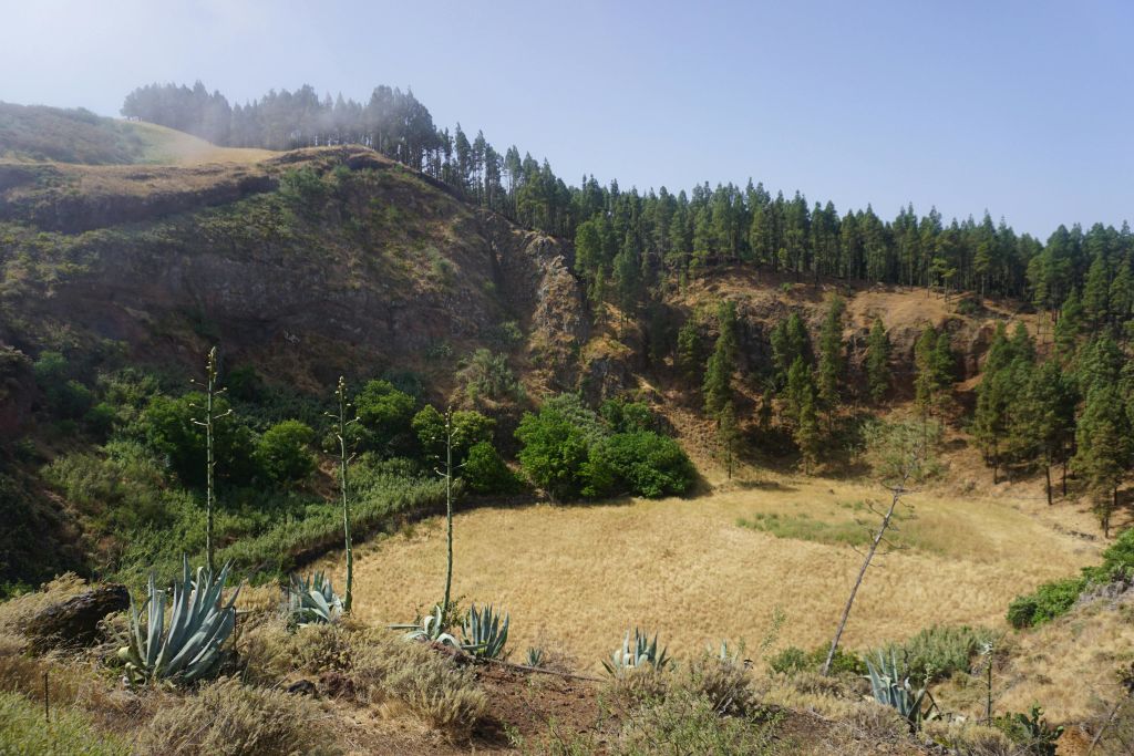 바위 절벽, 빽빽한 나무, 맑은 하늘 아래 아가베 식물로 둘러싸인 잔디 계곡.