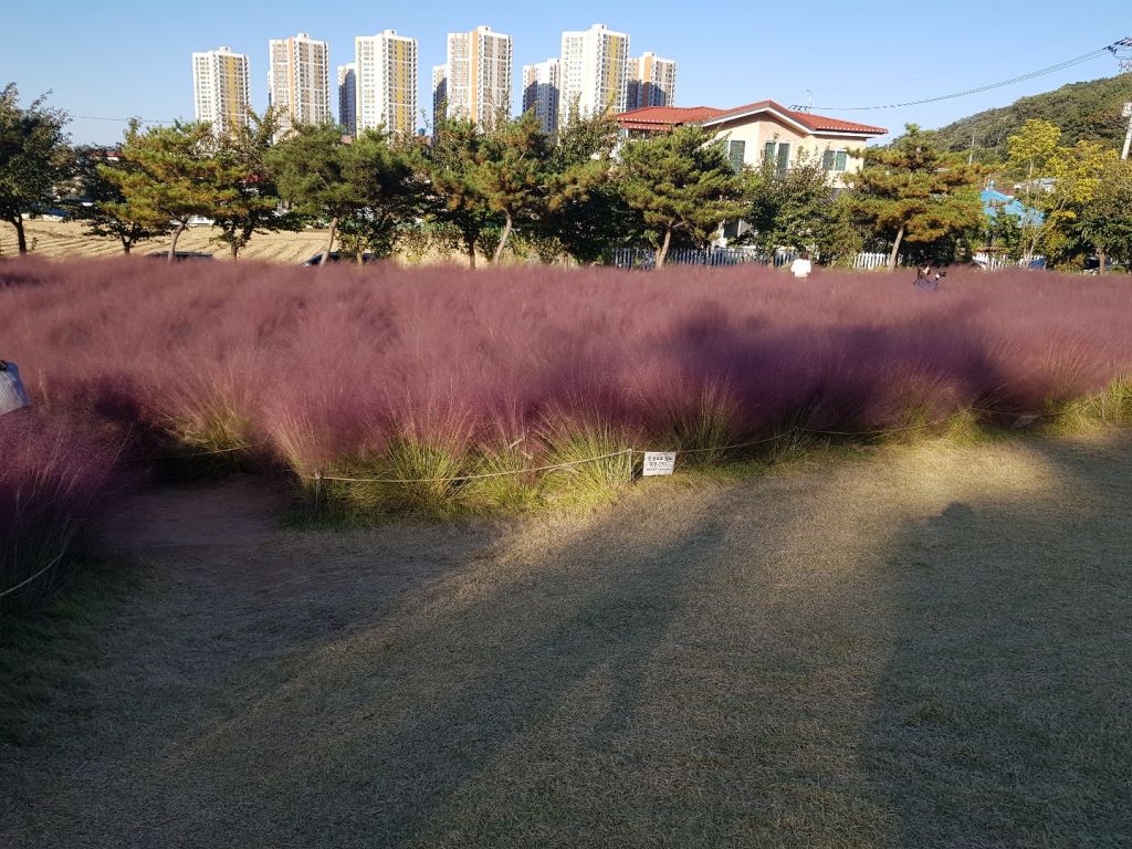 카페 이숲
