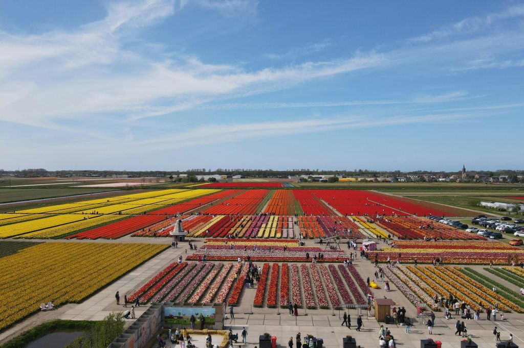 네덜란드에서 가장 화려한 튤립 농장!