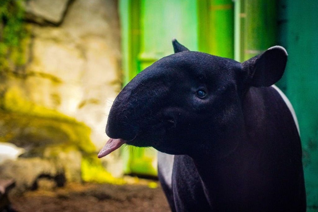 혀가 튀어나온 검은색 테이퍼가 흐릿한 녹색과 베이지색 배경 앞에 서 있습니다.