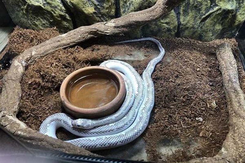 흙과 가지가 있는 테라리움의 물 접시 옆에 흰 뱀이 웅크리고 있었습니다.