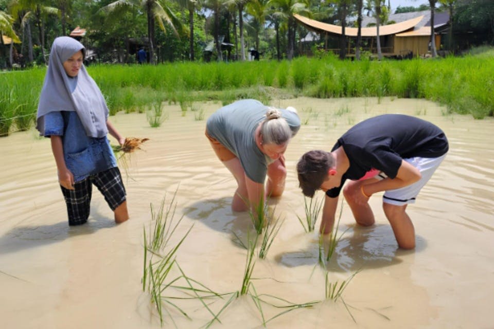 논을 탐험하고 벼를 심는 데 사용 된 오랜 방법을 목격하십시오.