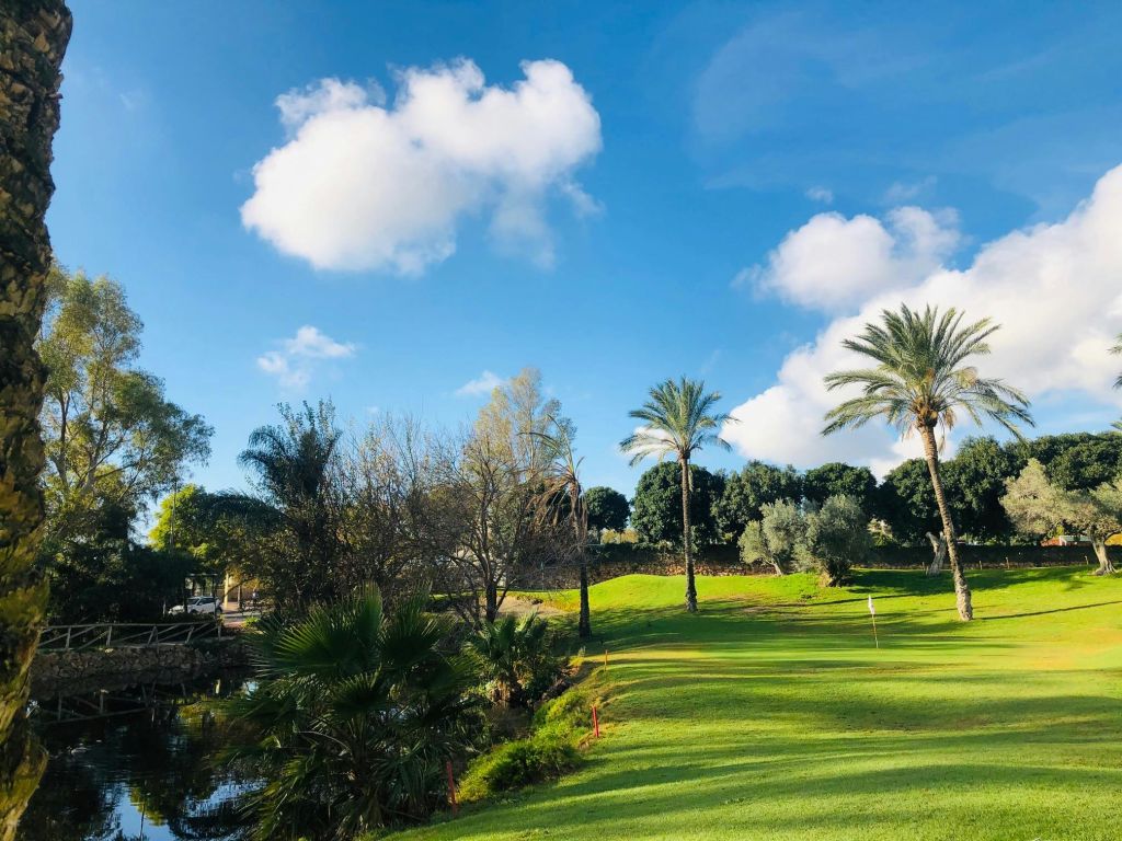 푸른 잔디, 야자수, 작은 연못, 푸른 하늘에 흩날리는 구름이 있는 햇살 가득한 공원.