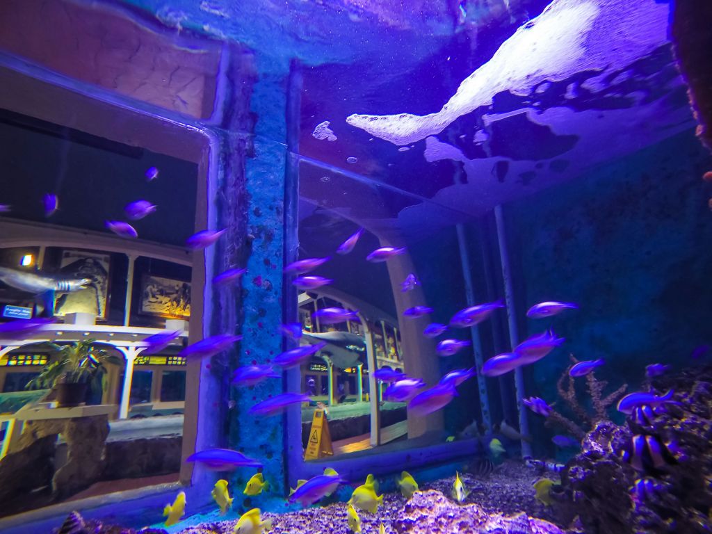 보라색과 노란색 물고기가 산호 근처에서 헤엄치는 활기찬 수족관 장면과 다양한 디스플레이가 있는 방을 보여주는 창문.