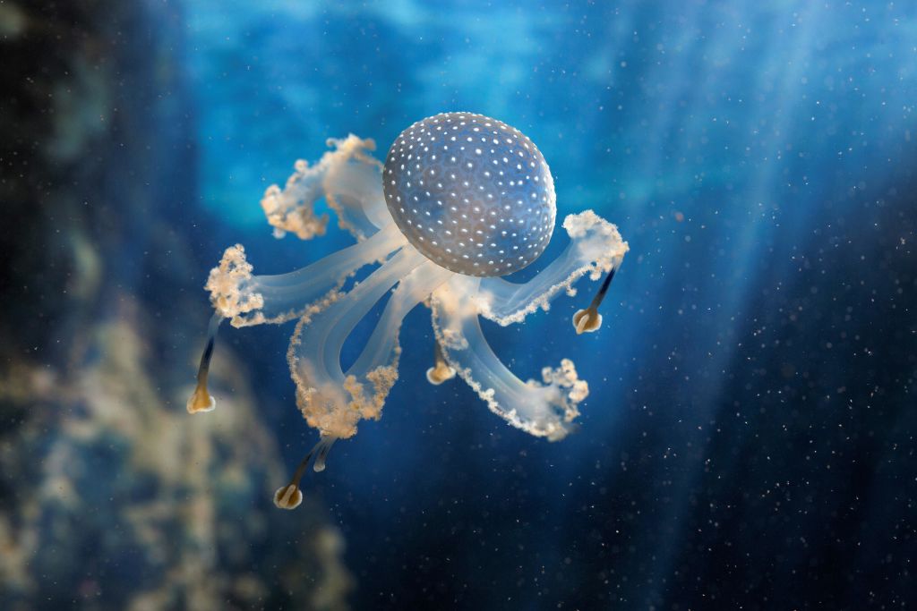 푸르고 얼룩덜룩한 종을 가진 반투명한 해파리가 빛의 광선으로 둘러싸인 수중에서 떠다니고 있습니다.