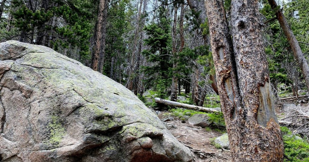 높은 나무가 우거진 숲, 이끼로 덮인 커다란 바위, 바닥에 쓰러진 나무 줄기.
