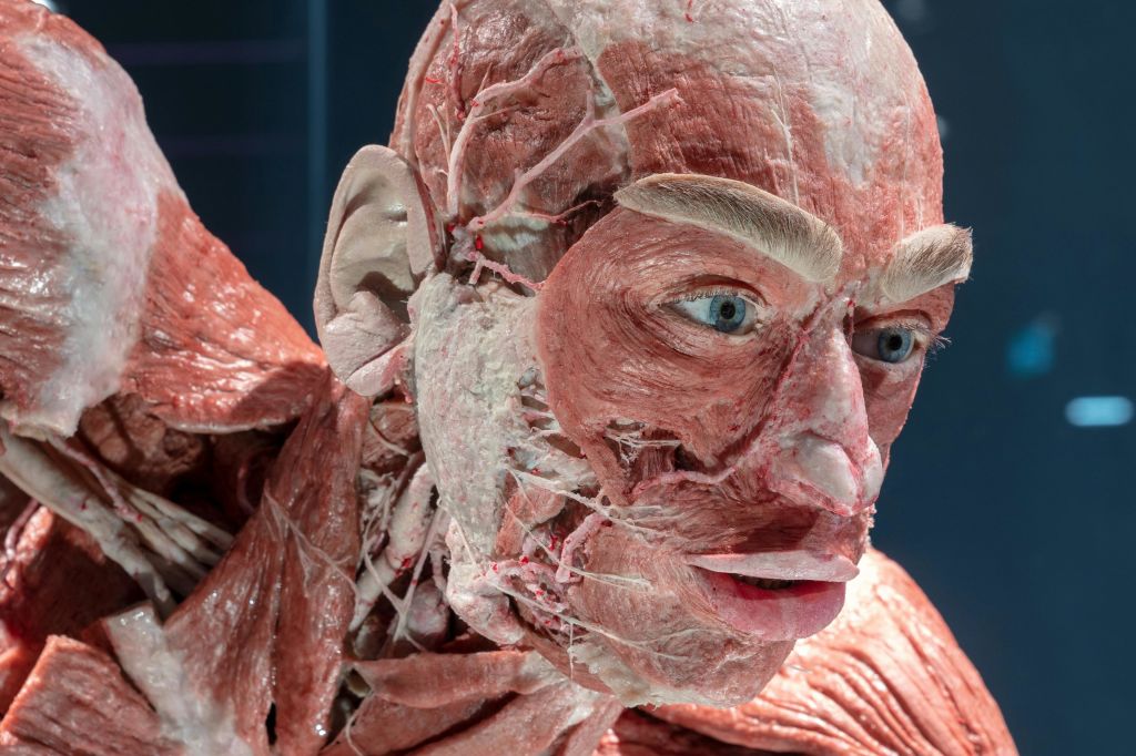 바디 월드 베를린