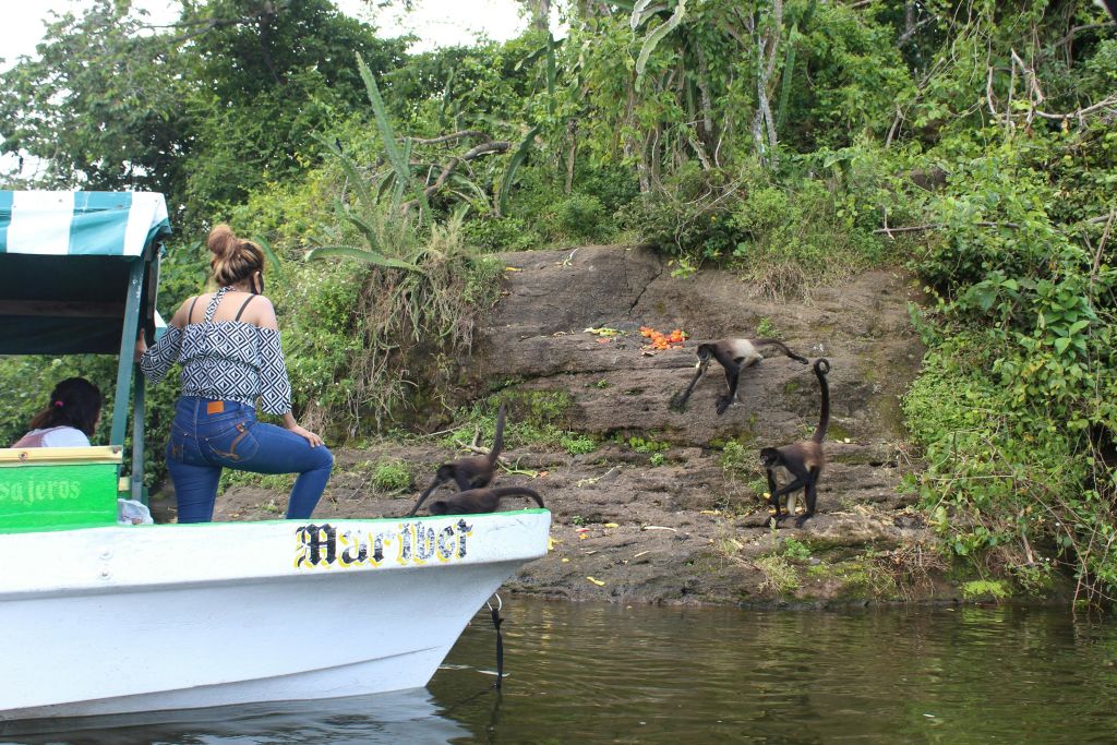 카테마코거미원숭이섬