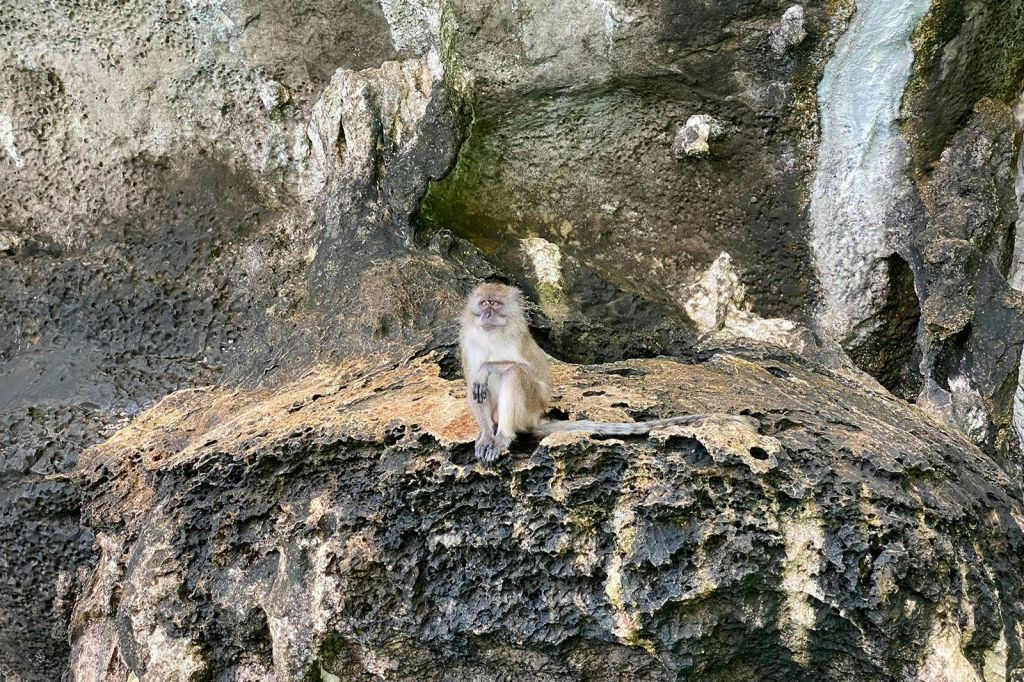 기억에 남는 사진을 찍으면서 원숭이 해변에서 원숭이 관찰을 즐기세요.